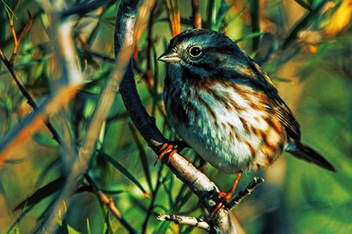 Song Sparrow Perched Along Curvy Tree Branch