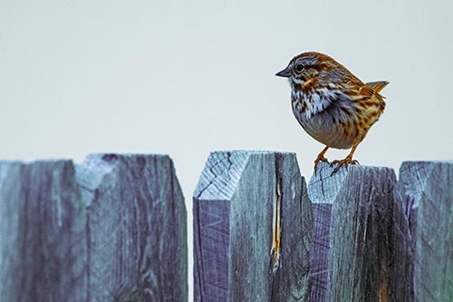 Song Sparrow Standing Atop Wooden Fence