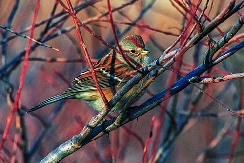 Song Sparrow Watches Sunrise Among Tree Branches