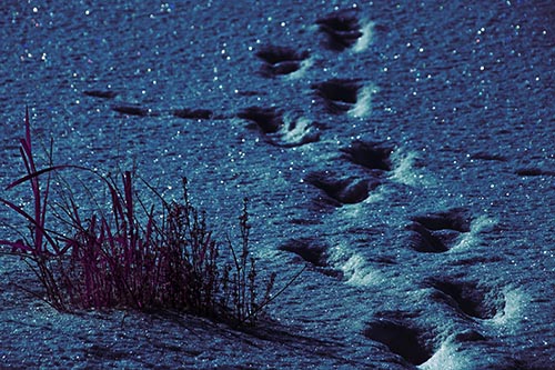 Sparkling Snow Footprints Across Frozen Lake