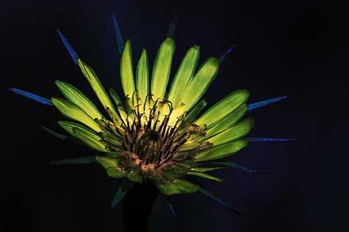 Spiky Salsify Flower Gathering Sunshine