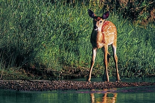 Spotted White Tailed Deer Standing Along River Shoreline