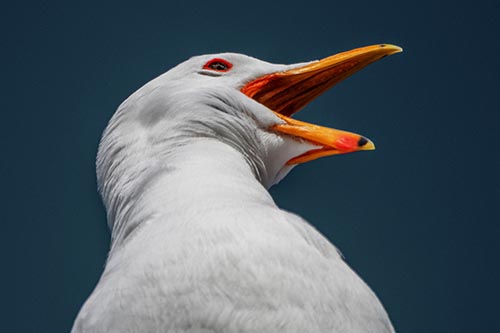 Seagull Pictures