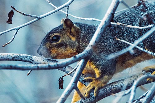 Squirrel Climbing Down From Tree Branches