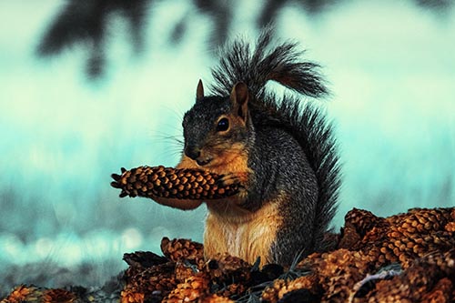 Squirrel Eating Pine Cones