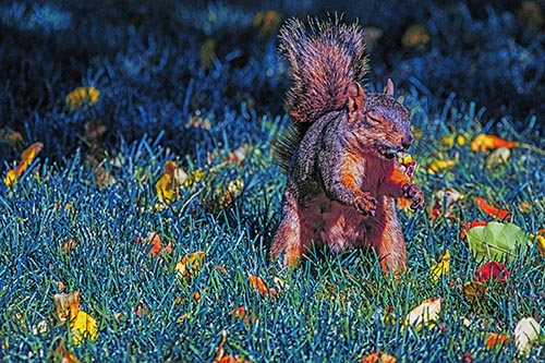 Squirrel Pictures