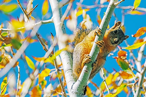 Squirrel Pictures