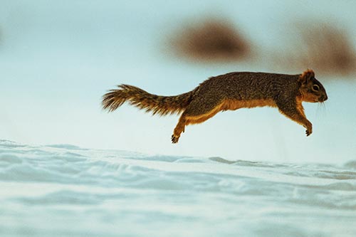 Squirrel Leap Flying Across Snow