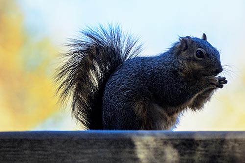 Squirrel Pictures