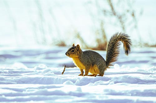 Squirrel Observing Snowy Terrain