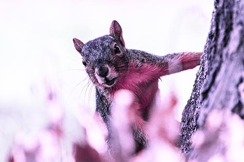 Squirrel Peeks Around Tree Base