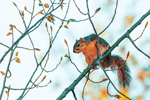 Squirrel Pictures