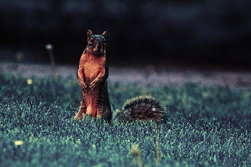 Squirrel Standing Atop Fresh Cut Grass On Hind Legs