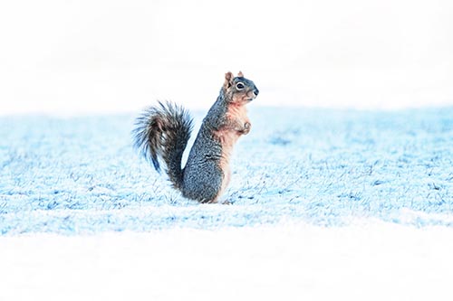 Squirrel Standing On Snowy Patch Of Grass