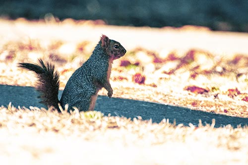 Squirrel Standing Upwards On Hind Legs