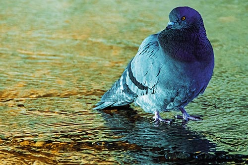 Standing Pigeon Gandering Atop River Water
