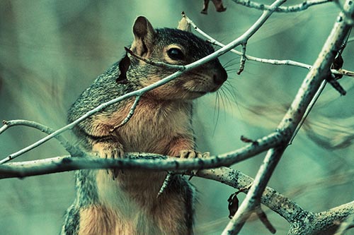 Standing Squirrel Peeking Over Tree Branch