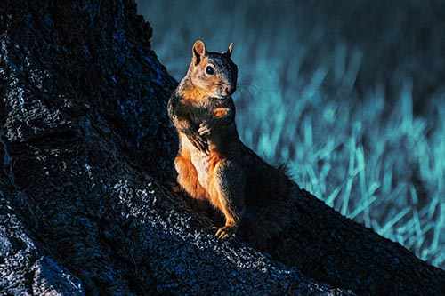 Squirrel Pictures