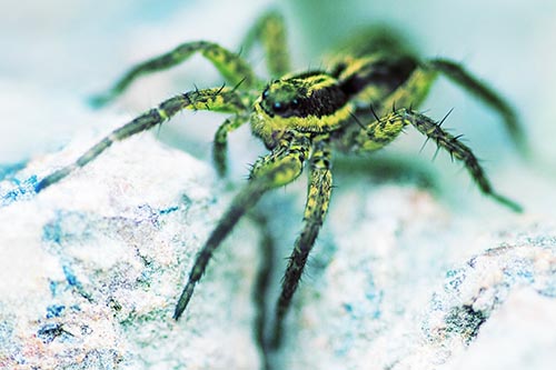 Standing Wolf Spider Guarding Rock Top