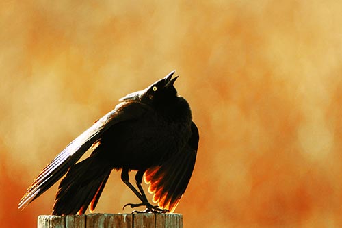 Stomping Grackle Croaking Atop Wooden Fence Post