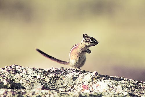 Straight Tailed Standing Chipmunk Clenching Paws