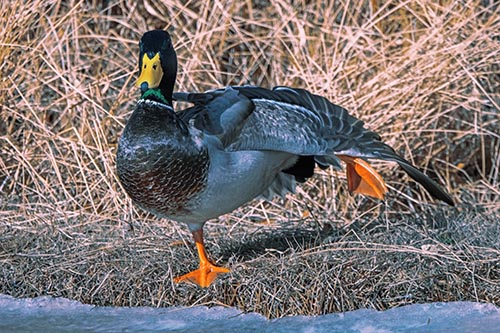 Stretching Mallard Duck Along Icy River Shoreline