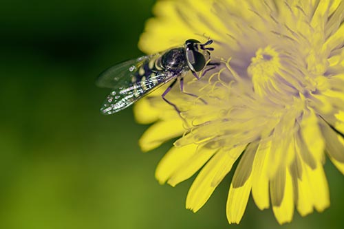 Striped Hoverfly Pollinating Flower