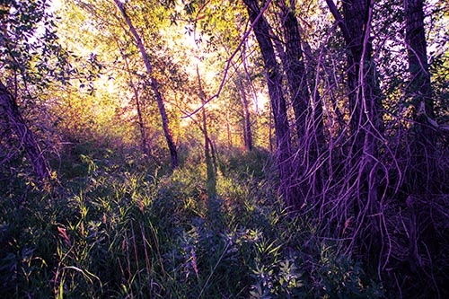 Sunlight Bursts Through Shaded Forest Trees