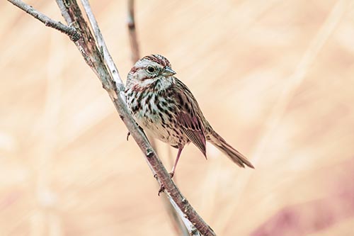 Surfing Song Sparrow Rides Tree Branch