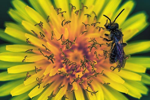 Sweat Bee Collecting Dandelion Pollen