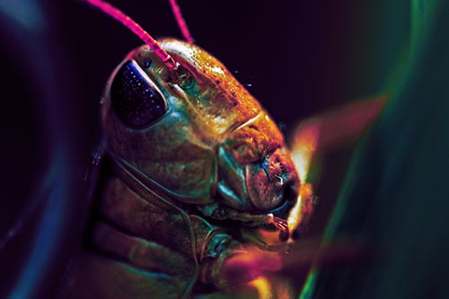 Sweaty Grasshopper Seeking Shade