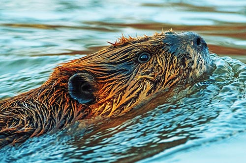 Swimming Beaver Keeping Head Above Water