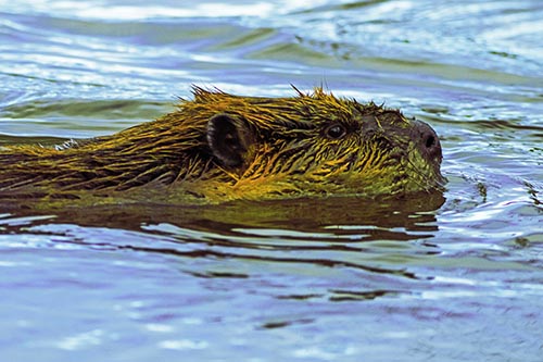 Swimming Beaver Patrols River Surroundings