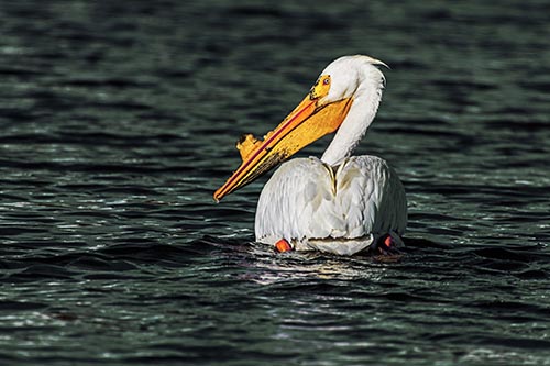 Swimming Pelican Glances Backwards Among Lake Water