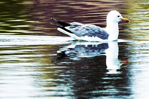 Swimming Seagull Lake Water Reflection