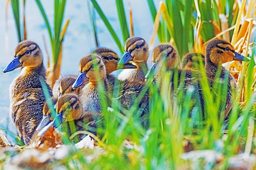 Ten Baby Mallard Ducklings Resting Among Reed Grass