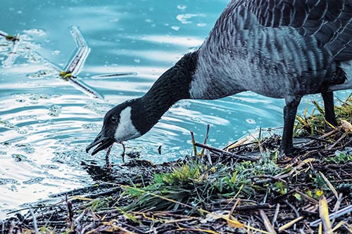 Goose Pictures