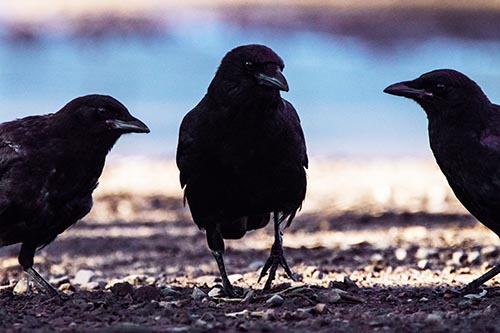 Three Crows Plotting Their Next Move
