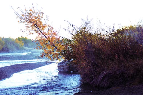 Tilted Fall Tree Over Flowing River