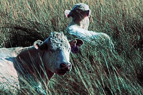 Tired Cows Lying Down Among Grass