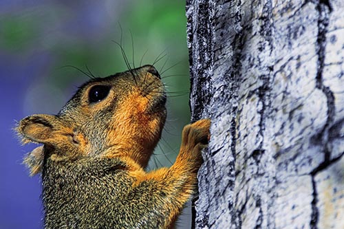 Tree Climbing Squirrel Gazing Upwards