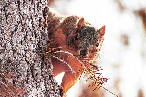 Tree Peekaboo With A Squirrel