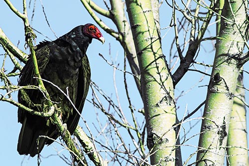 Turkey Vulture Perched Atop Tattered Tree Branch