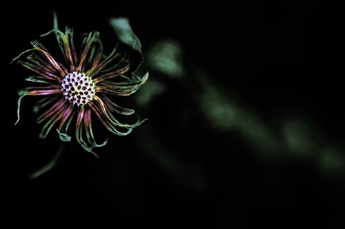 Twirling Aster Flower Among Darkness