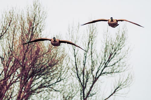 Two Canadian Geese Honking During Flight