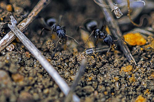 Two Carpenter Ants Working Hard Among Soil