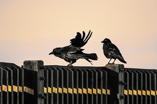 Two Crows Gather Along Wooden Fence