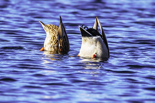 Two Ducks Upside Down In Lake