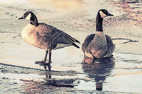 Two Geese Embrace Sunrise Atop Ice Frozen River