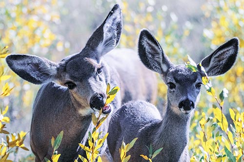 Two Mule Deer Enjoying Leafy Breakfast